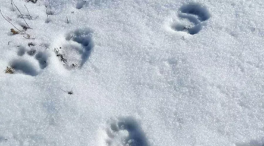  &copy;&nbsp;Фото из аккаунта Кавказского заповедника, www.instagram.com/kavkazski_zapovednik
