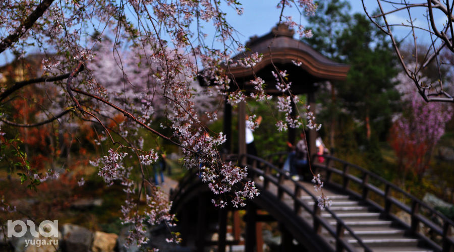 Цветение сакуры в Японском саду Краснодара © Фото Марины Солошко, Юга.ру
