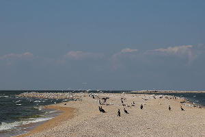 Таганрогский залив © Фото с сайта wikimedia.org