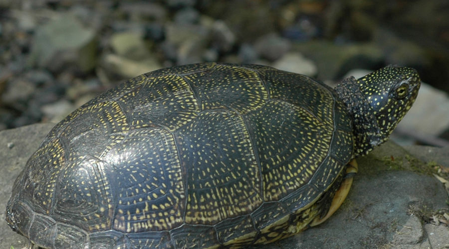  © Фото пресс-службы Сочинского Нацпарка