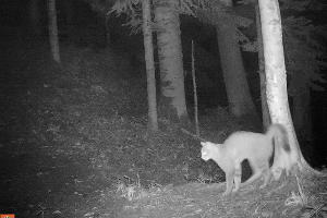  © Фото пресс-службы Кавказского биосферного заповедника