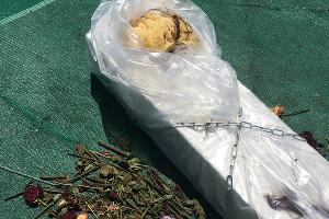  © Фото предоставлено кураторской группой Plague