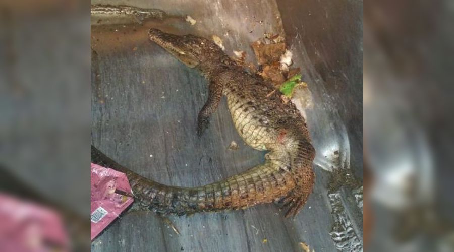  © Фото с сайта www.privetsochi.ru