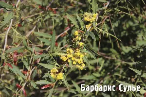  &copy;&nbsp;Фото пресс-службы Сочинского нацпарка