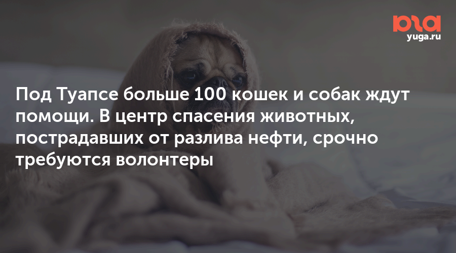 Под Туапсе больше 100 кошек и собак ждут помощи. В центр спасения животных, пострадавших от разлива нефти, срочно требуются волонтеры