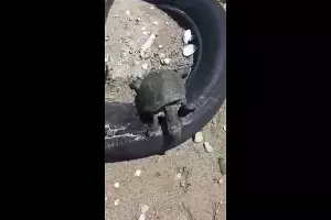 Мертвая черепаха на берегу Азовского моря близ Шиловки &copy;&nbsp;стоп-кадр из видео, предоставленного очевидцами