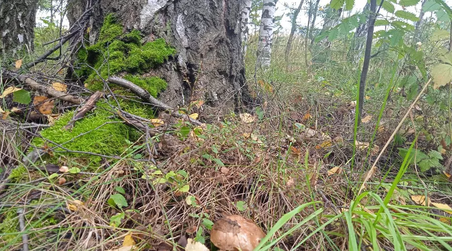  &copy;&nbsp;Фото пресс-службы МегаФона