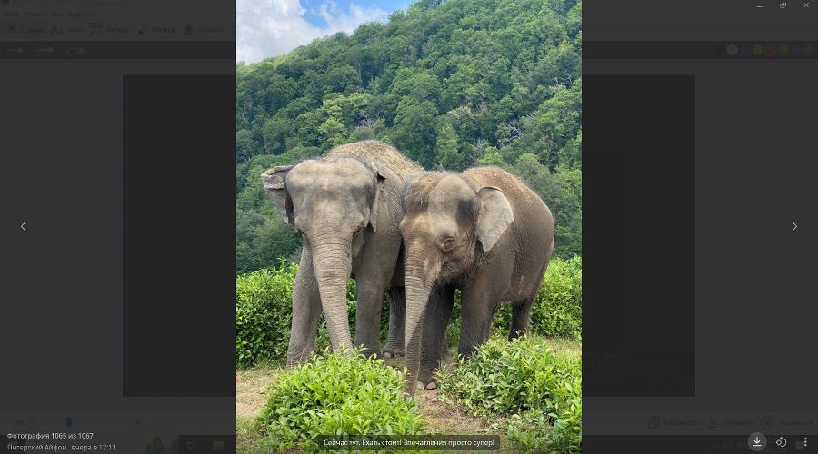  © скриншот телеграм-канала Парк слонов трансфер https://t.me/elephantpark/10609