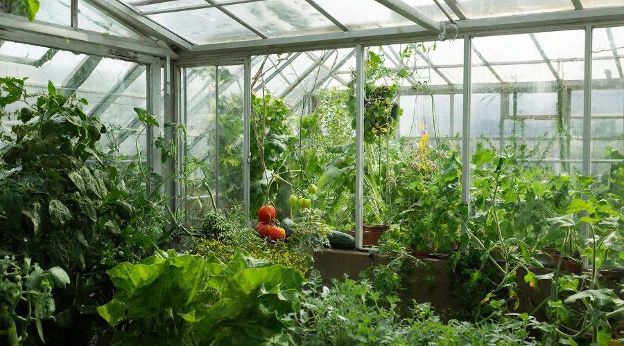 теплица &copy;&nbsp;Изображение сгенерировано нейросетью Gigachat