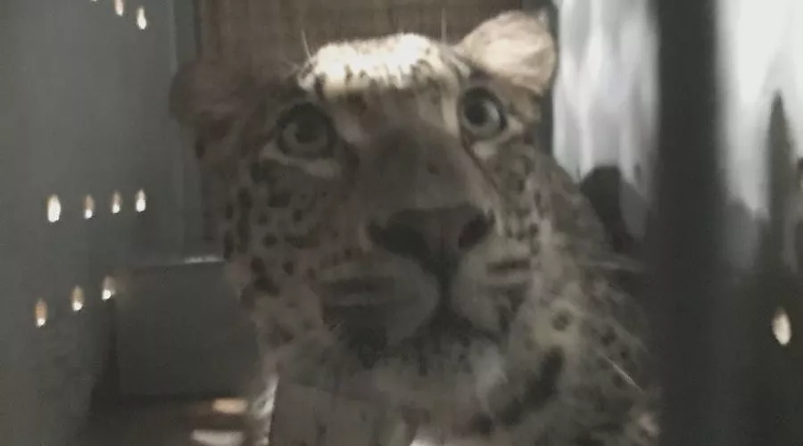 Леопард  &copy;&nbsp;Фото пресс-службы Кавказского заповедника