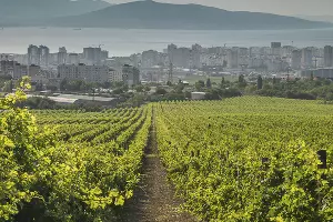  &copy;&nbsp;Фото пресс-службы винодельни &laquo;Мысхако&raquo;, instagram.com/myskhako.winery
