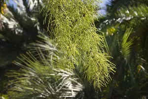 Голубая пальма, или эритея вооруженная &copy;&nbsp;Фото пресс-службы Сочинского нацпарка