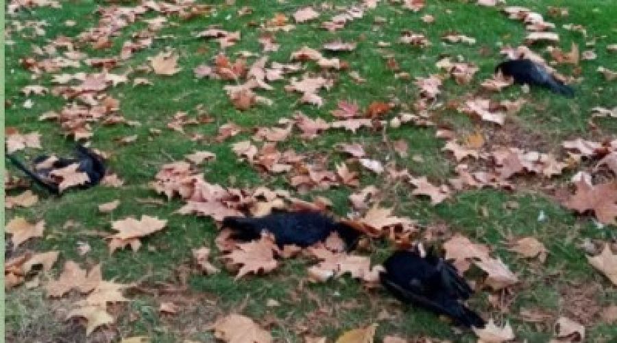  &copy;&nbsp;скриншот из Telegram-канала Typodar