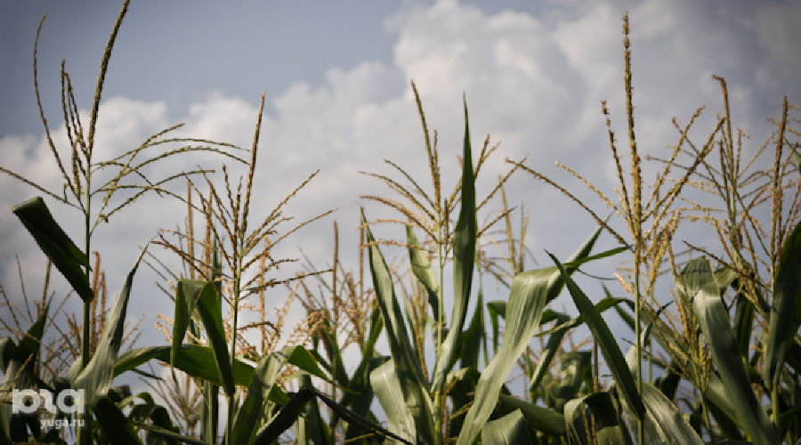 Кукуруза &copy;&nbsp;Елена Синеок. ЮГА.ру
