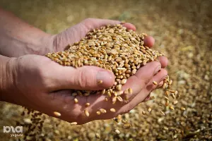 Зерно &copy;&nbsp;Елена Синеок. ЮГА.ру