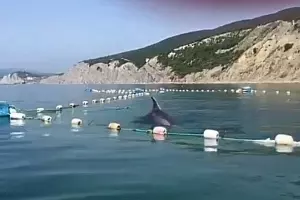  &copy;&nbsp;Скриншот видео телеграм-канала &laquo;ЧП Новороссийск&raquo;, t.me/chpnvrsk