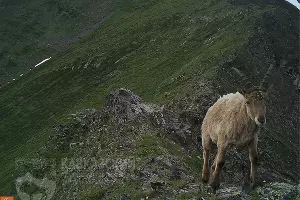  &copy;&nbsp;Фото пресс-службы Кавказского биосферного заповедника