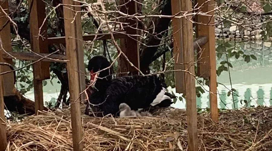 В Сочи у пары черных лебедей появились птенцы &copy;&nbsp;Фото пресс-службы Кавказского биосферного заповедника