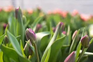 Тюльпаны &copy;&nbsp;Фото Елены Синеок, Юга.ру