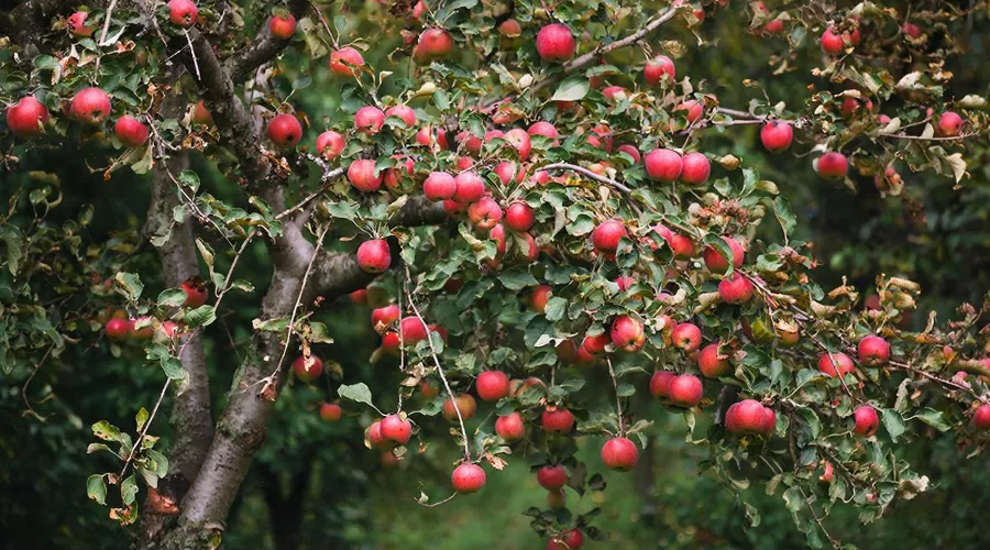  яблоня &copy;&nbsp;Татьяна Соколова