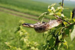  © Фото пресс-службы Сочинского нацпарка