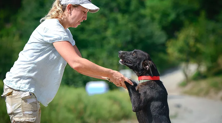 За 4 года более 700 питомцев приюта «ПовоДОГ» нашли новых хозяев &copy;&nbsp;Фото предоставлено пресс-службой Фонда &laquo;Вольное Дело&raquo;