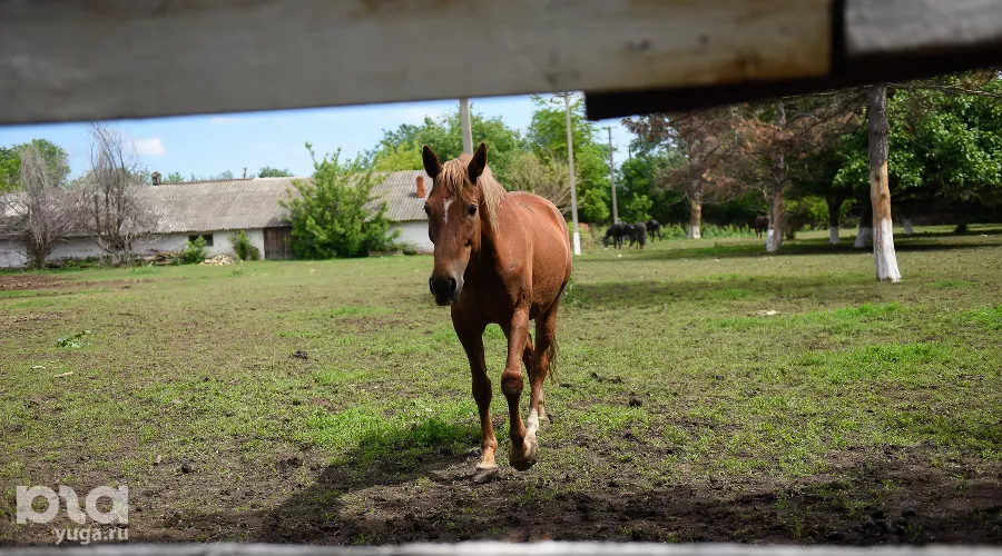  &copy;&nbsp;Фото Елены Синеок, Юга.ру