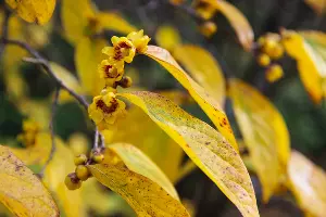 Химонантус, или ледяной цветок &copy;&nbsp;Фото пресс-службы Сочинского нацпарка