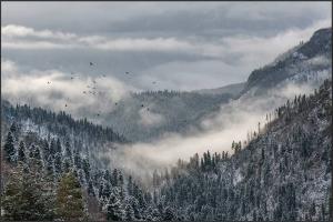  © Скриншот из телеграм-канала «Кавказский заповедник» https://t.me/kavkazzapoved/1238