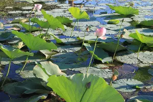 Лотосы в озере Старая Кубань &copy;&nbsp;Фото Марины Солошко, Юга.ру