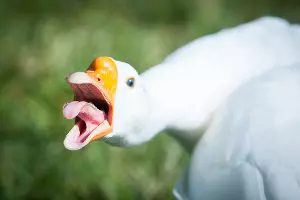 Гусь &copy;&nbsp;Елена Синеок, ЮГА.ру