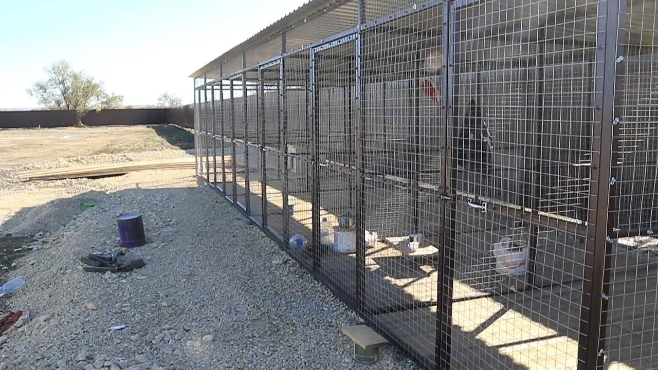 бездомные собаки в анапе. бездомные животные анапа. бездомные собаки на пляжах. бездомные животные анапа. приюты для собак в абакане.