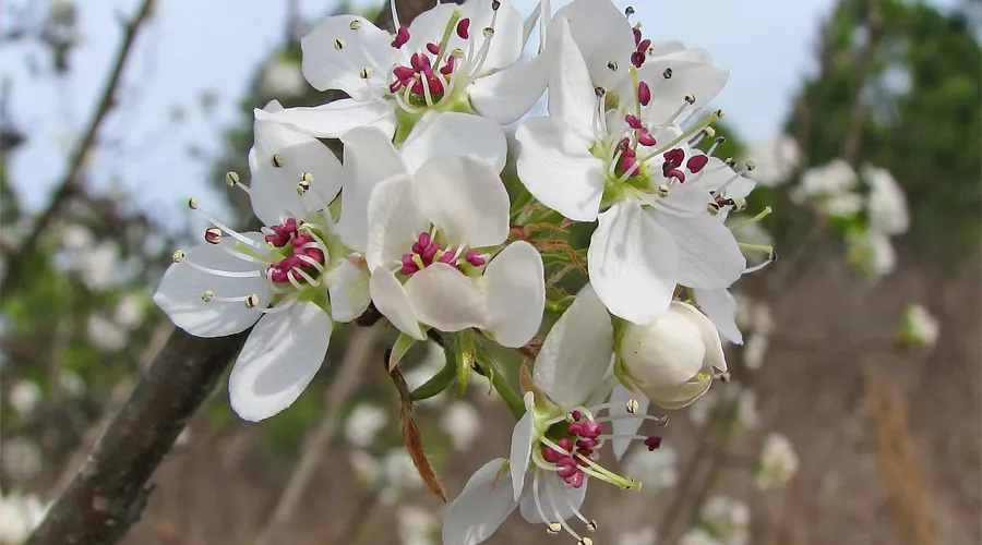 Дикая груша &copy;&nbsp;Фото Vicki DeLoach, flickr.com