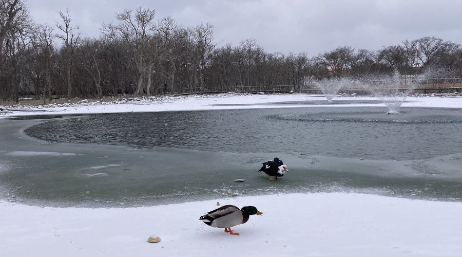 Пруд в парке «Молодежный» в Геленджике © Фото Татьяны Дроздецкой