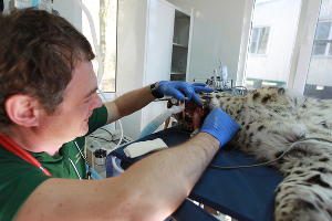  © Фото пресс-службы Сочинского нацпарка