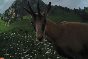  © Фото пресс-службы Кавказского биосферного заповедника