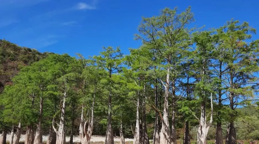 Кипарисовое озеро &copy;&nbsp;Фото пресс-службы администрации Анапы