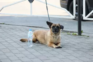  &copy;&nbsp;Фото Дмитрия Пославского, Юга.ру
