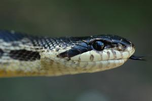  © Фото пресс-службы Сочинского нацпарка