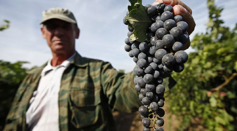 Сбор винограда на Кубани &copy;&nbsp;Влад Александров, ЮГА.ру