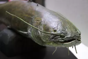  &copy;&nbsp;Фото Ольги Осипенко