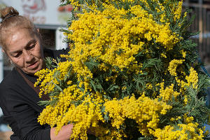 Сезон ввоза мимозы из Абхазии в Сочи © Нина Зотина, ЮГА.ру