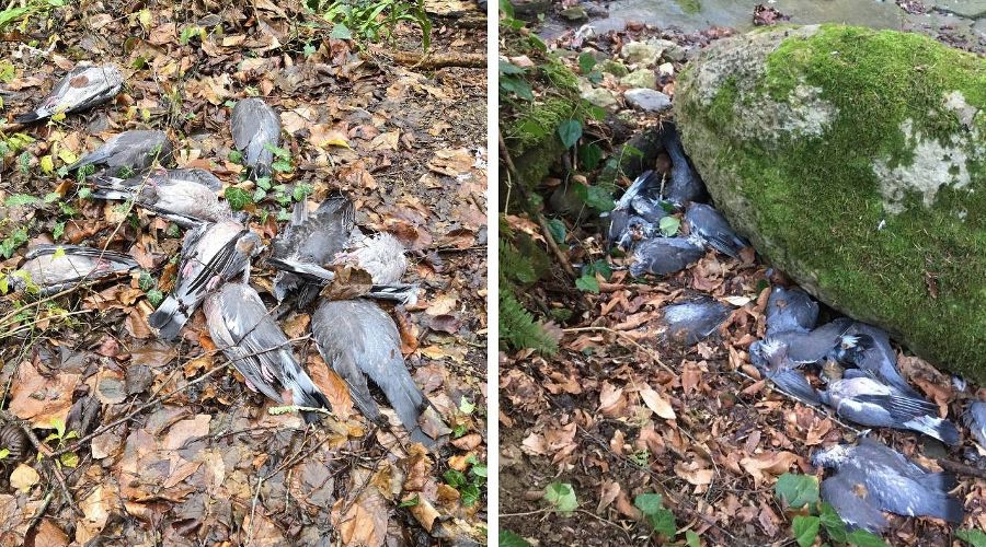  &copy;&nbsp;Коллаж из скриншотов фото со страницы &laquo;ВКонтакте&raquo; &laquo;Русское орнитологическое общество&raquo;