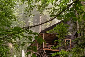 Кафе &laquo;Лес&raquo; на &laquo;Роза Хутор&raquo; &copy;&nbsp;Фото предоставлено пресс-службой курорта &laquo;Роза Хутор&raquo;