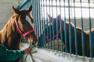 Аукцион по продаже племенных лошадей в Новокубанском районе &copy;&nbsp;Фото Дениса Яковлева, Юга.ру