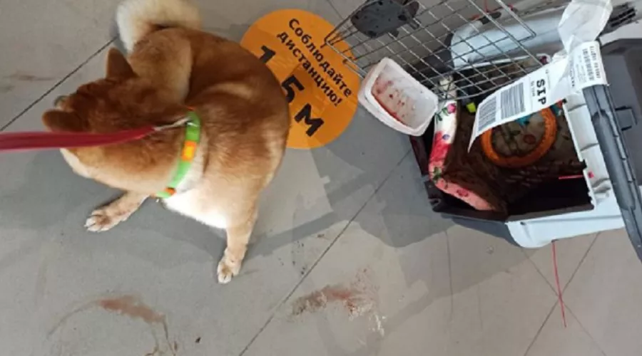  &copy;&nbsp;Фото из аккаунта Kristina Ilicheva, instagram.com/kristina_il/