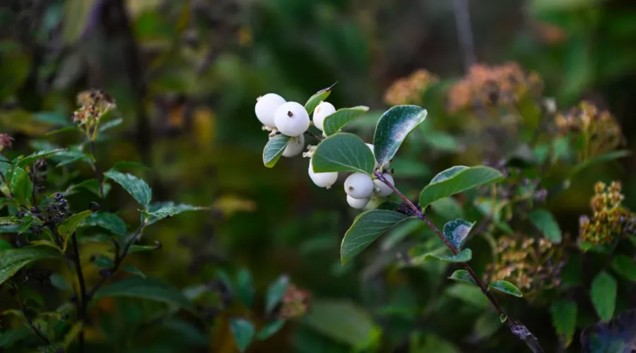 Снежноягодник &copy;&nbsp;Скриншот фото из телеграм-канала &laquo;Парк &laquo;Краснодар&raquo;