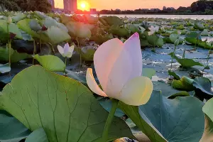 Лотосы в озере Старая Кубань &copy;&nbsp;Фото Марины Солошко, Юга.ру