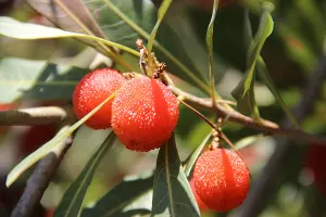  &copy;&nbsp;Фото пресс-службы Сочинского нацпарка