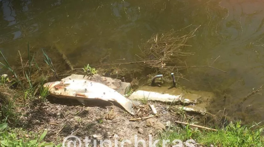  &copy;&nbsp;Скриншот телеграм-канала t.me/tipichkras